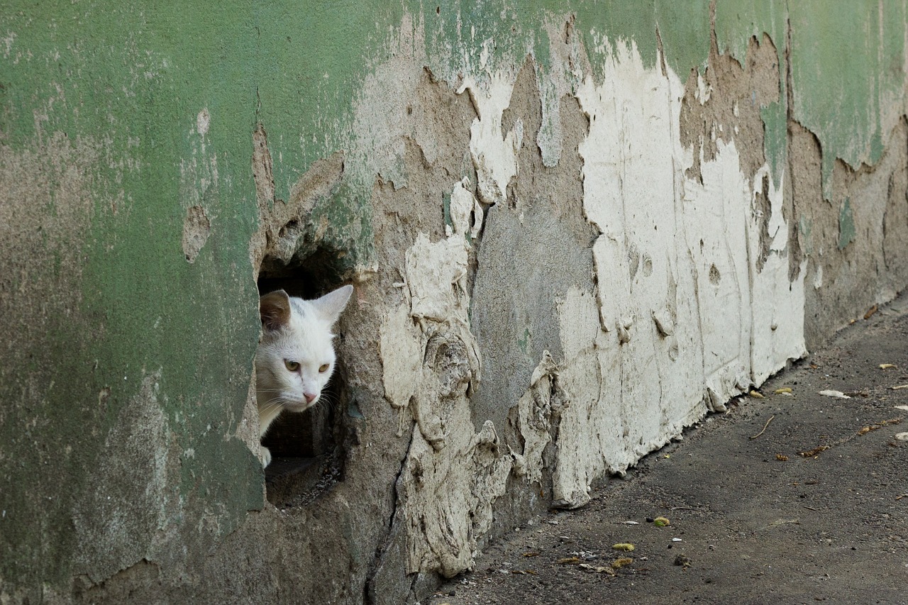 cat wall hole free photo