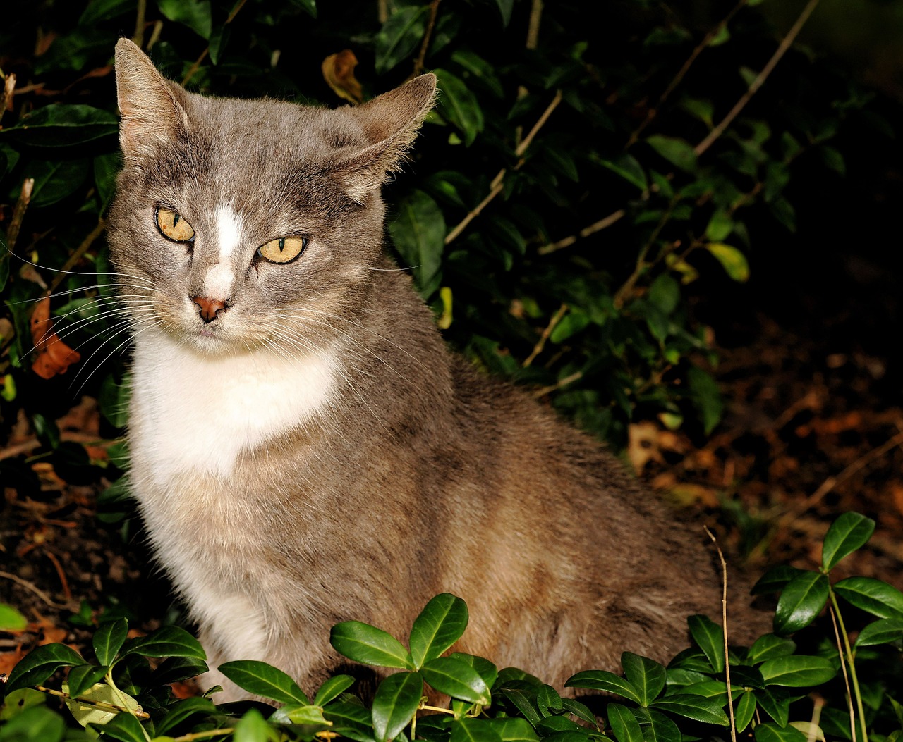 cat female head free photo