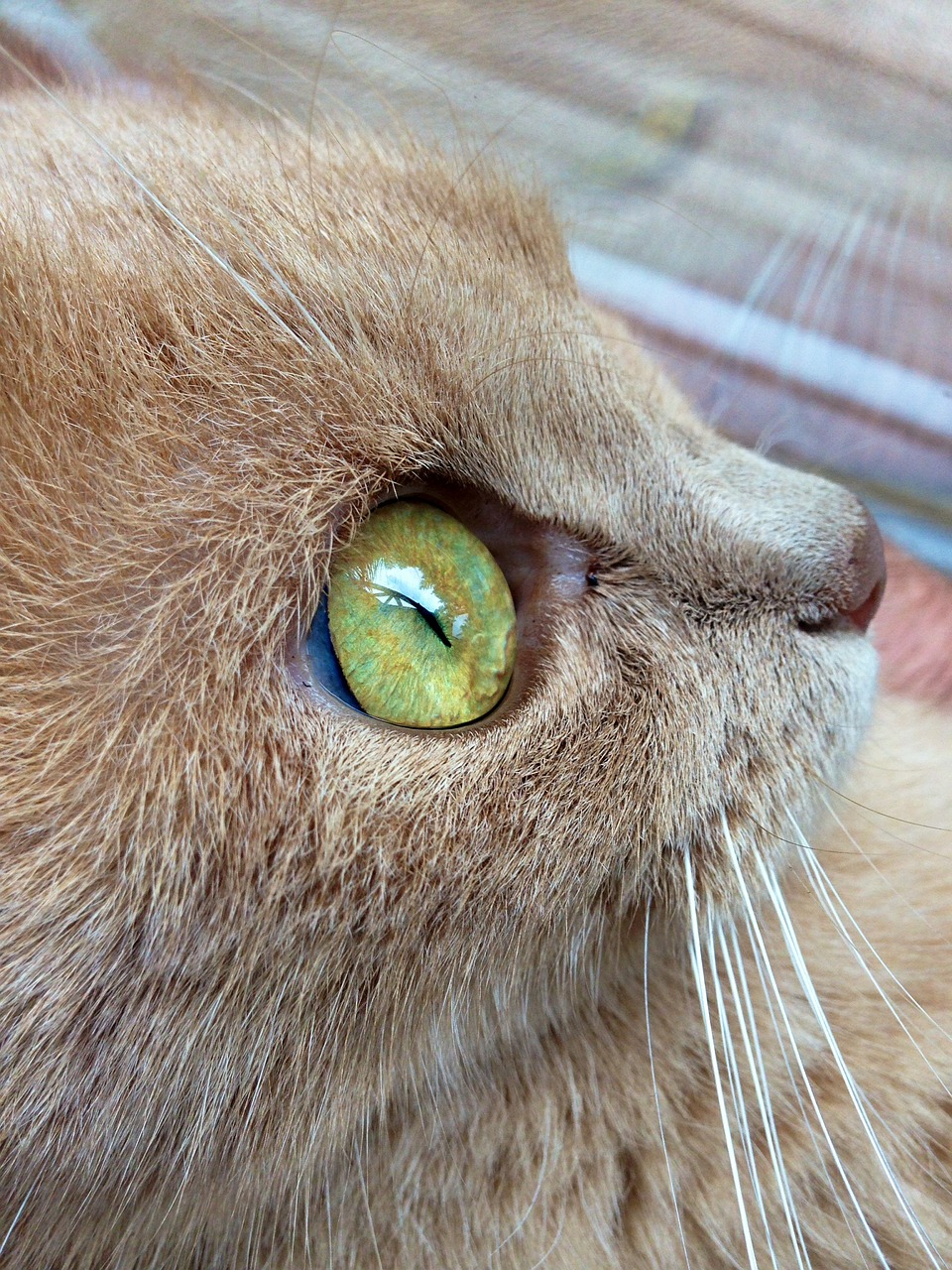 cat eye cat's eye free photo