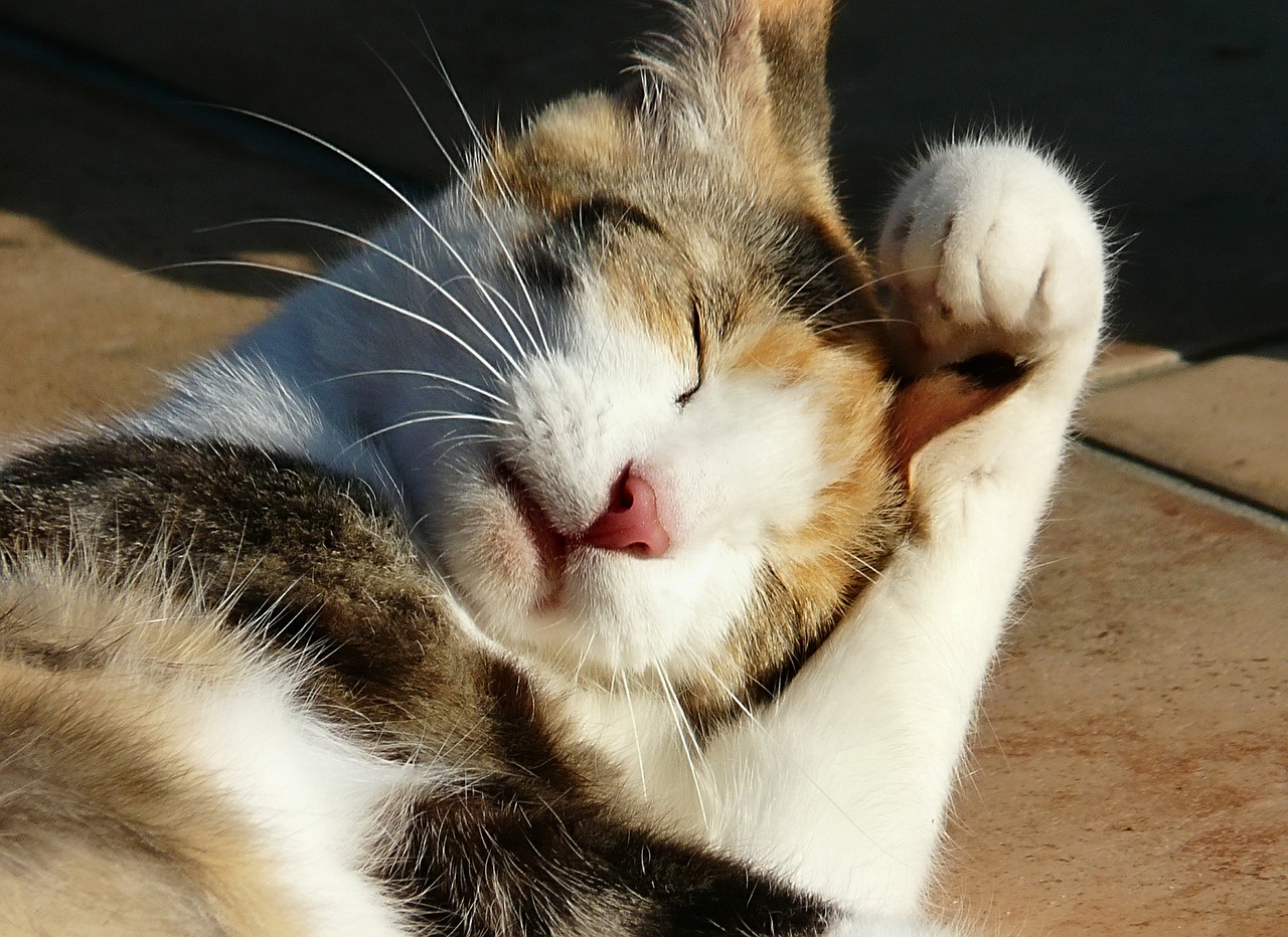 cat washing summer free photo