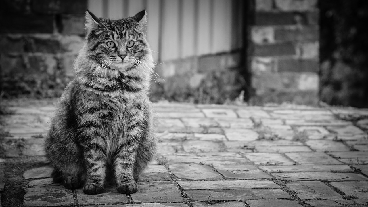 cat black and white mackerel free photo