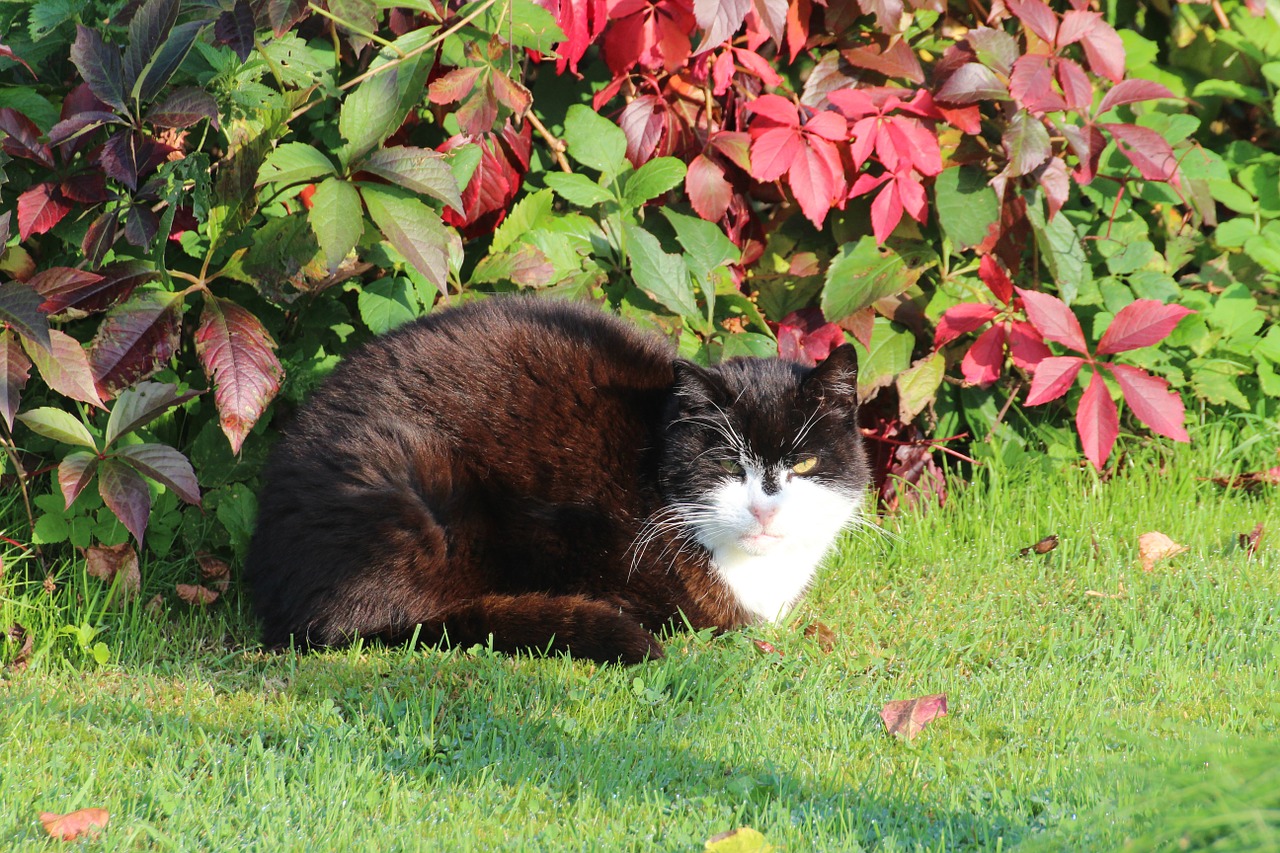 cat domestic cat european free photo