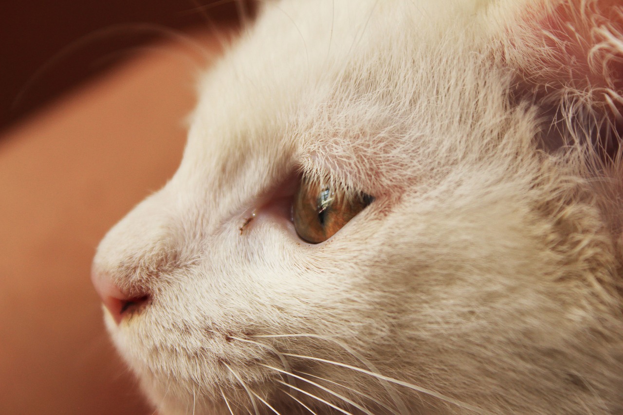 cat animal white cat free photo