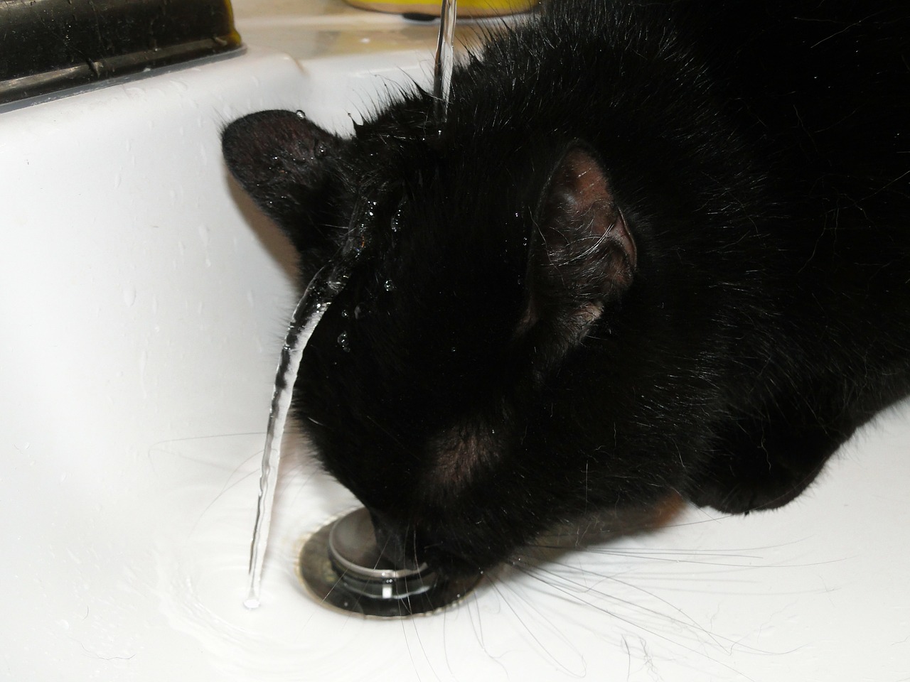 cat drinking water free photo