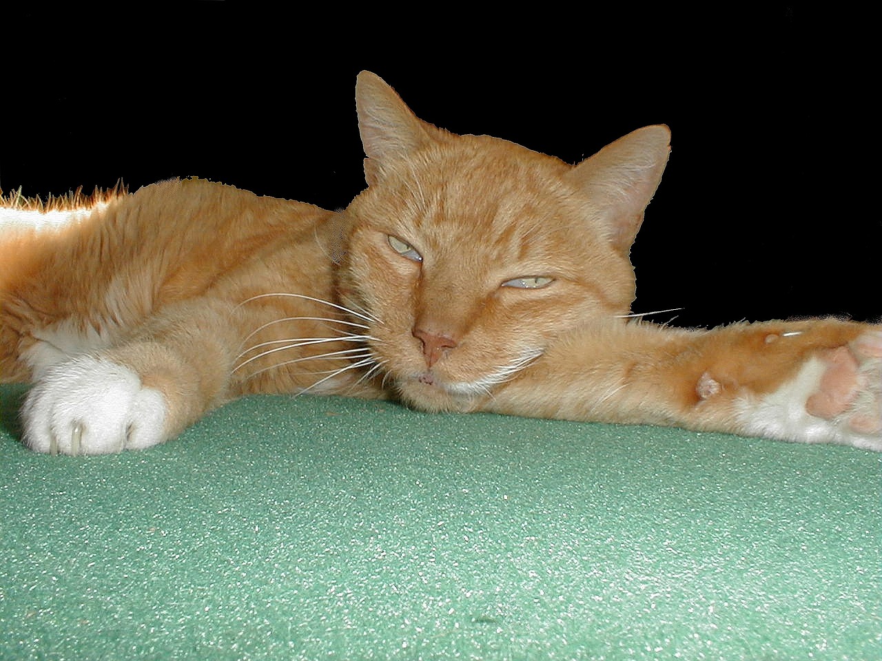 cat sleepy domestic cat free photo