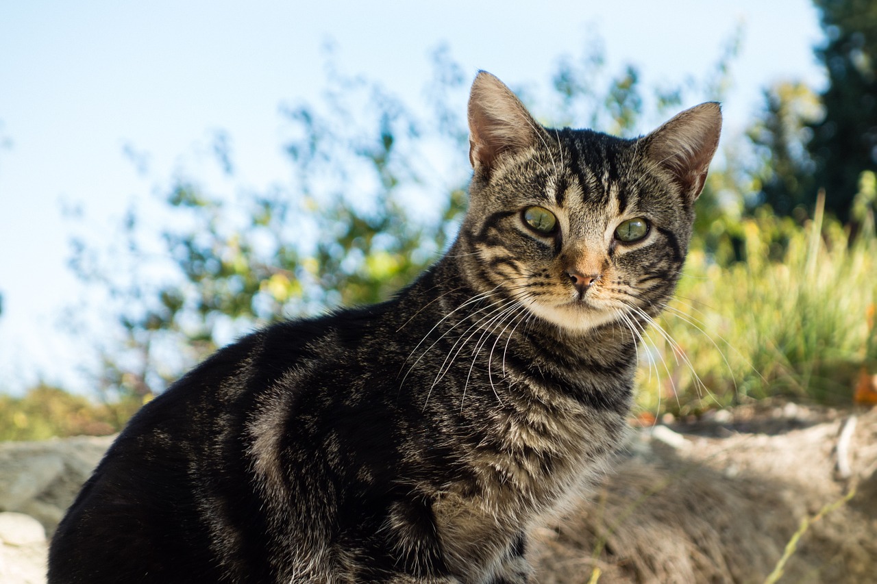 cat animal green eyes free photo