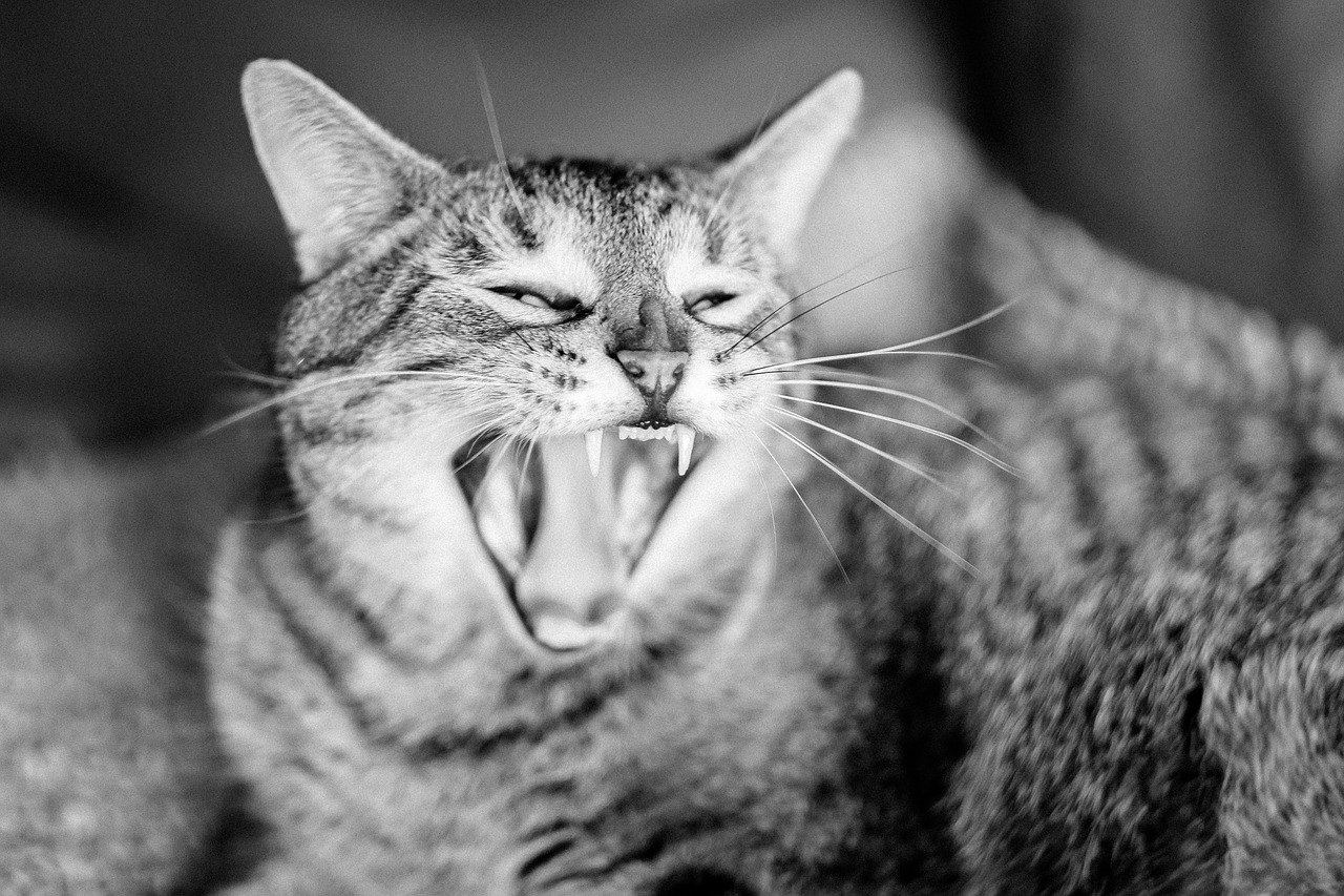 cat yawn domestic cat free photo