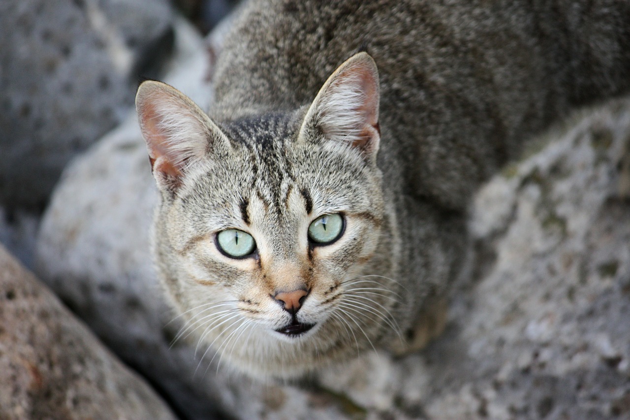 cat wildcat animals free photo