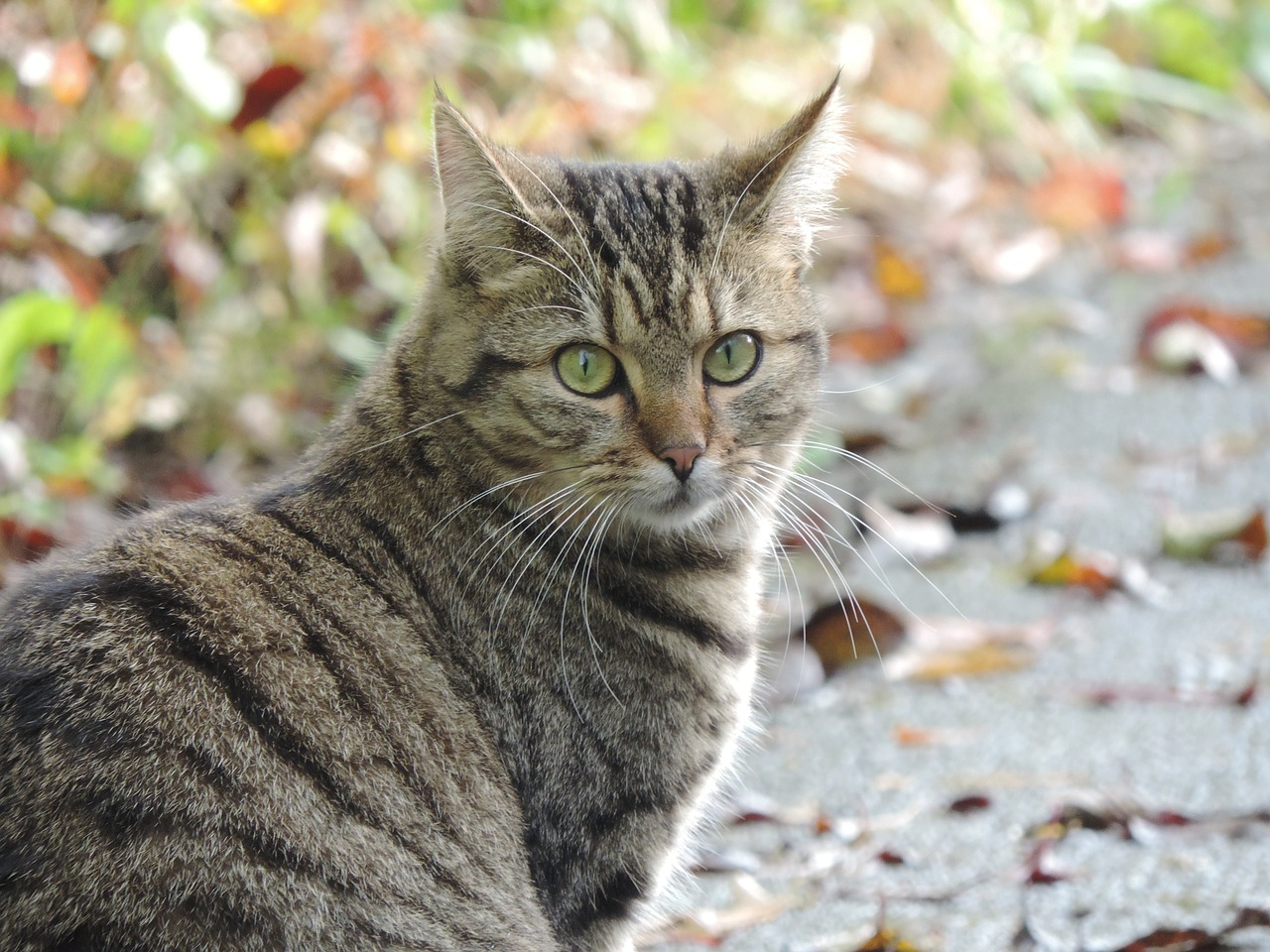 cat nature autumn free photo