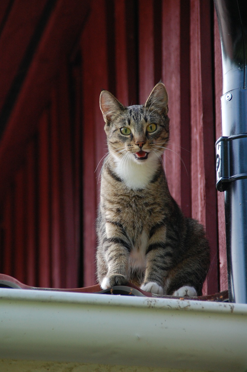 cat feline cat on roof free photo