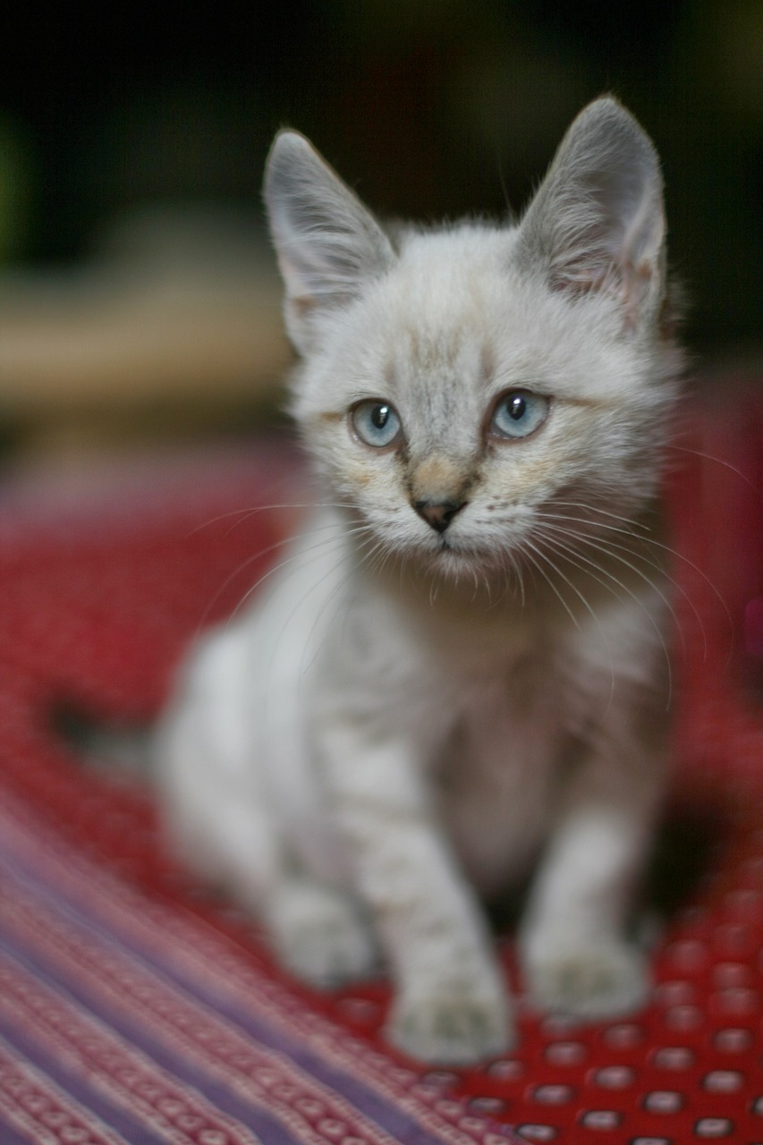 cat white haughty free photo