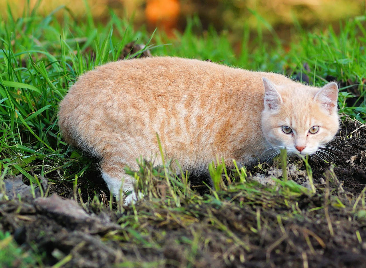 cat young animal domestic cat free photo
