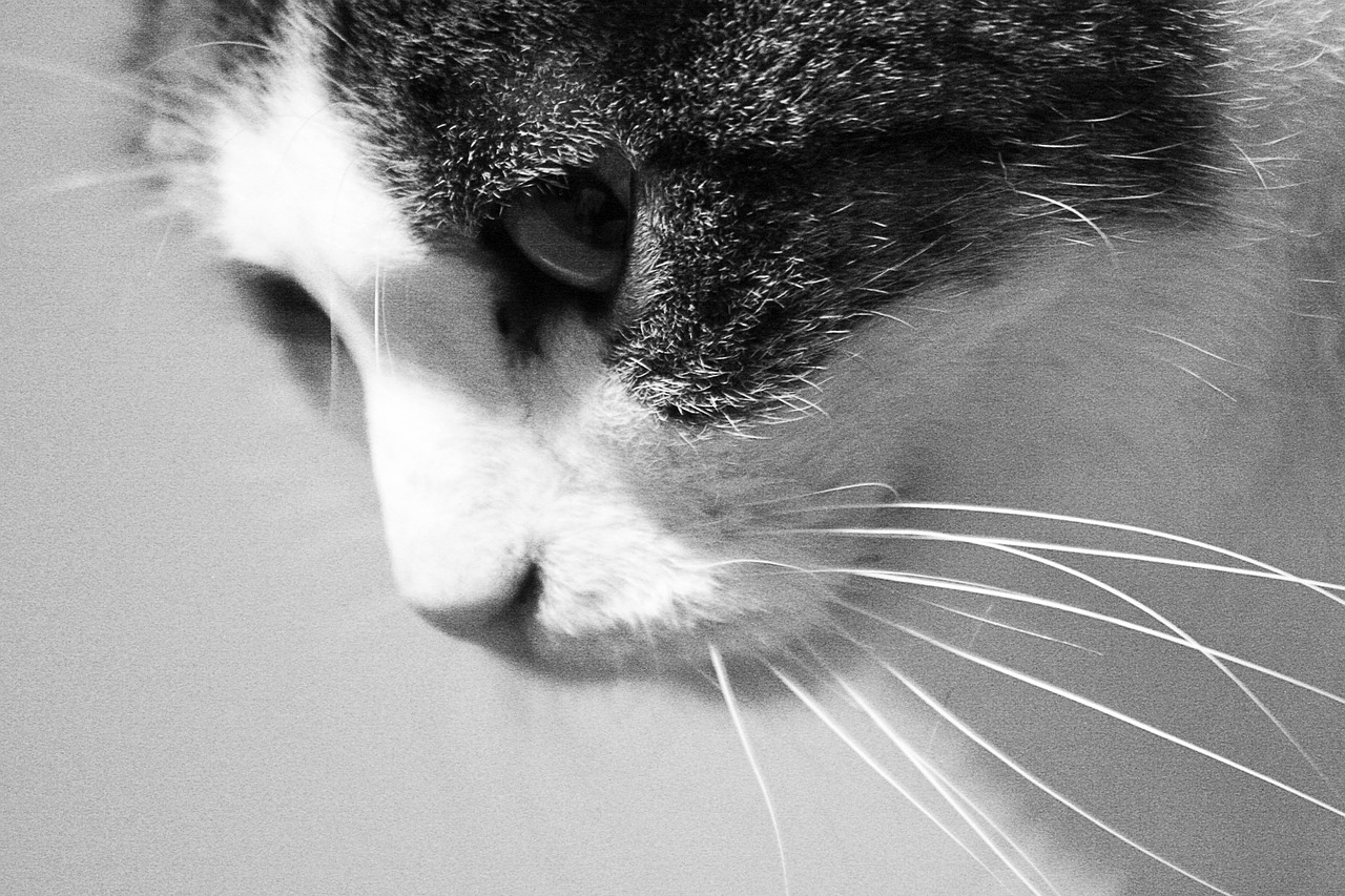 cat black and white noise free photo