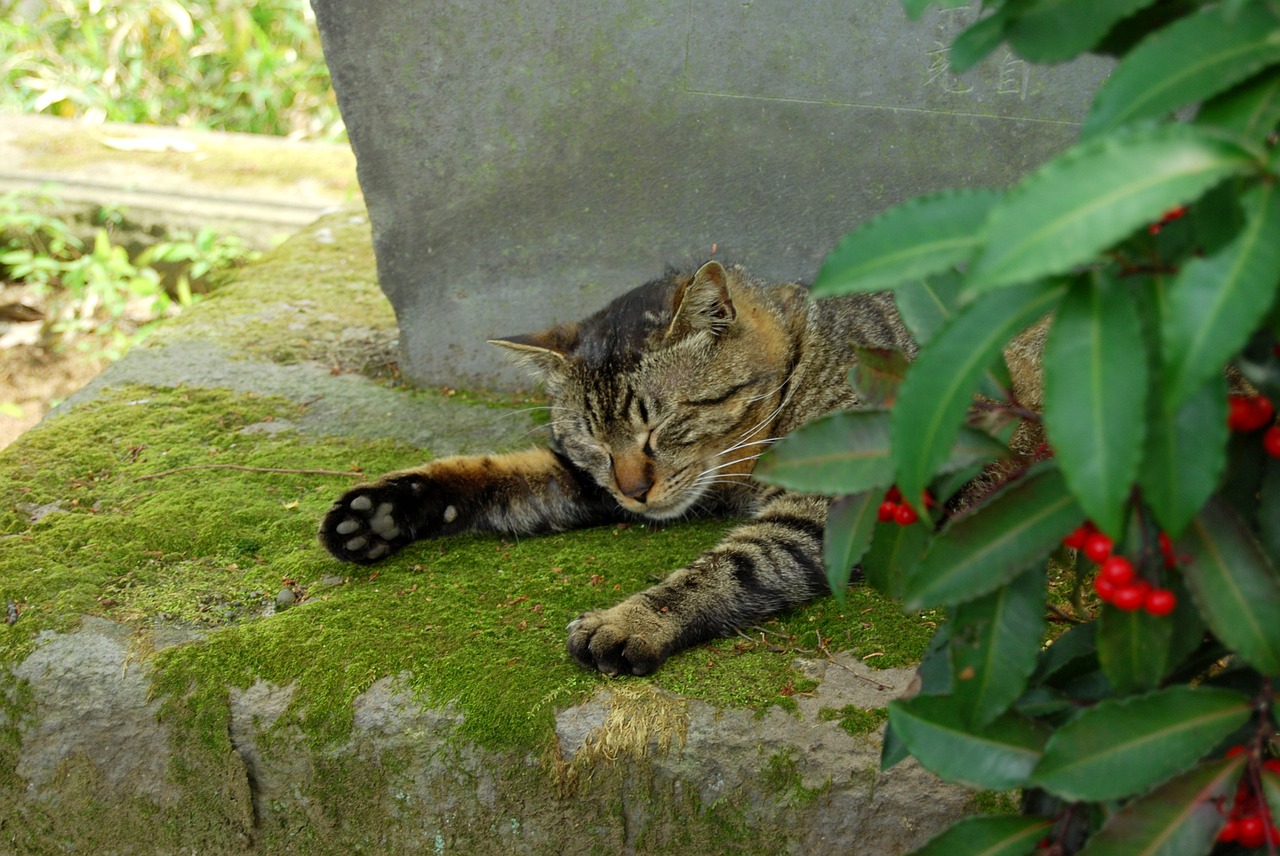 cat sleep kawagoe free photo