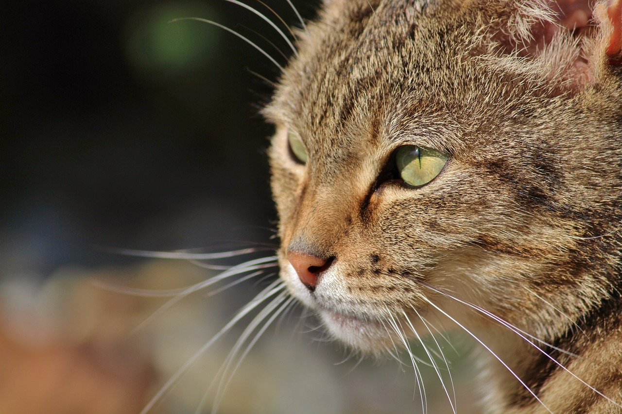 cat cat face domestic cat free photo