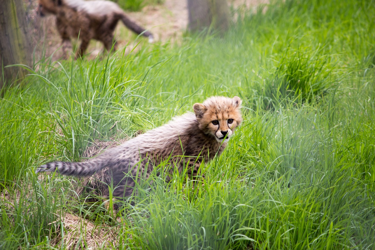 cat cheetah cheetah cub free photo