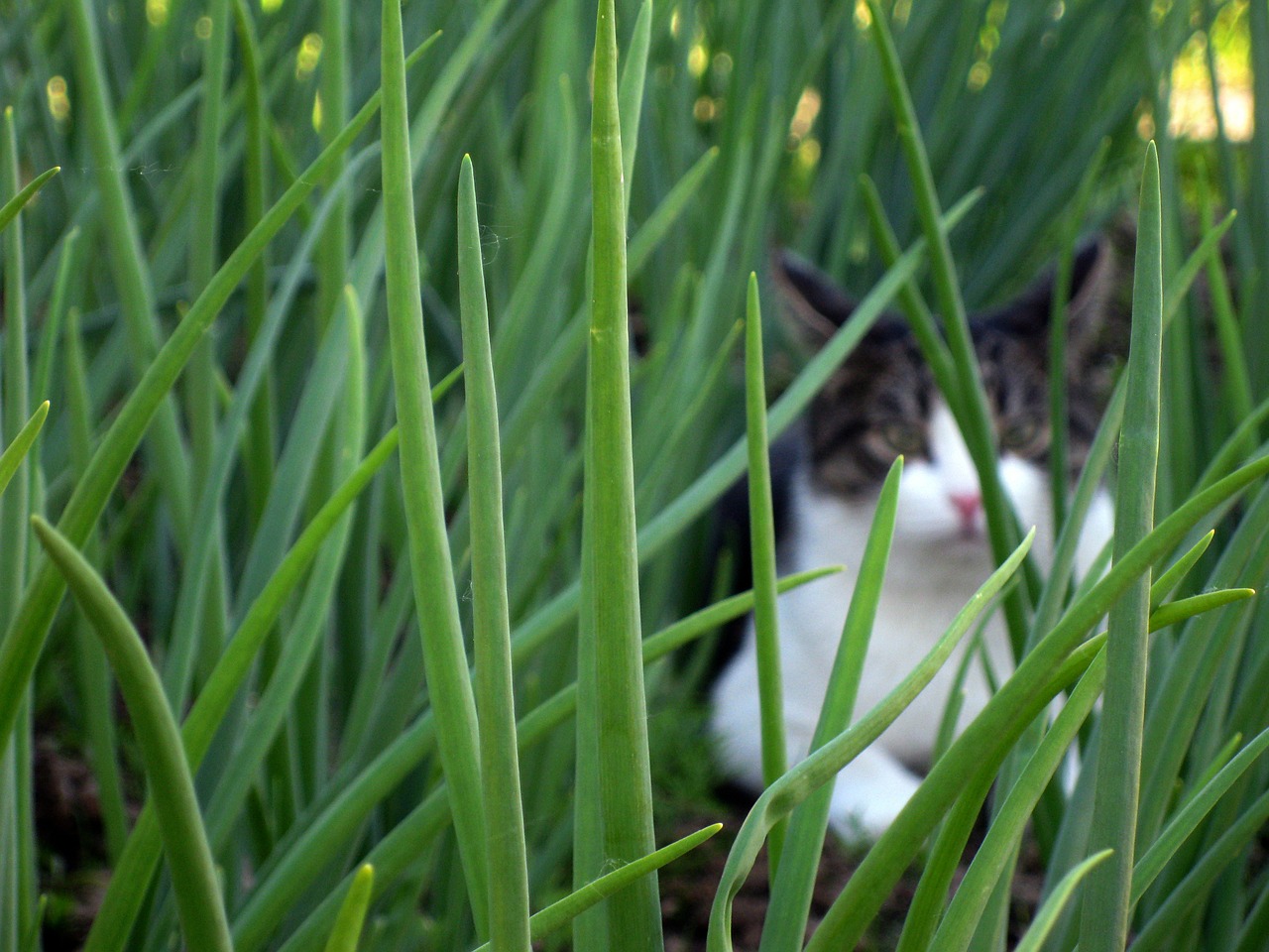 cat hidden grass free photo