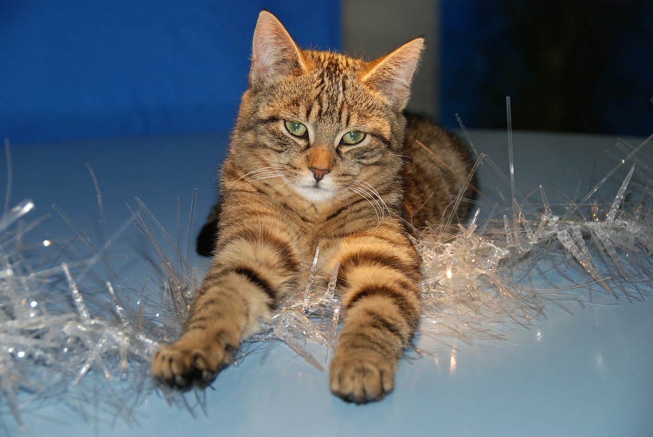 cat christmas christmas decoration free photo