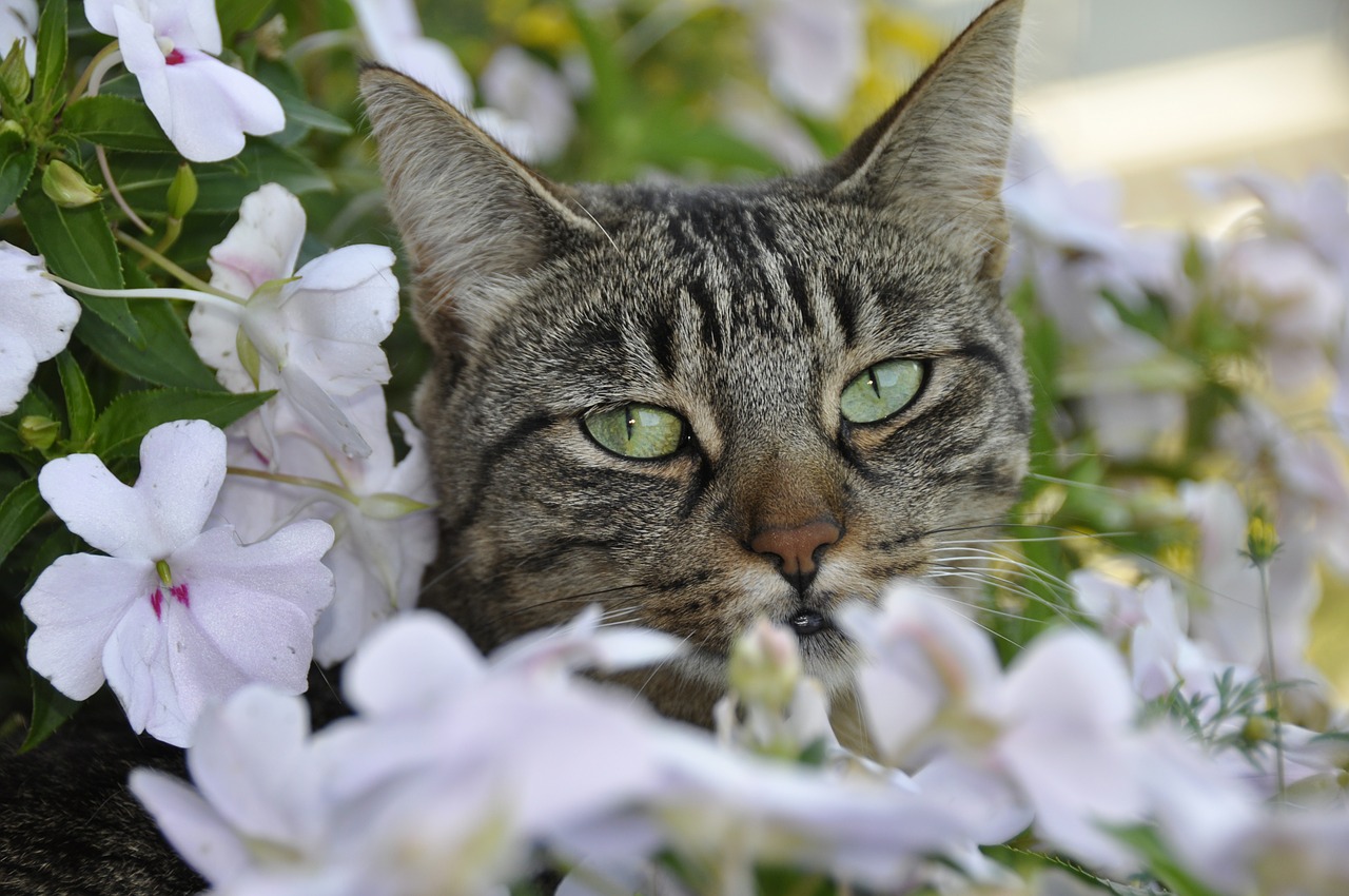 cat flower spring free photo