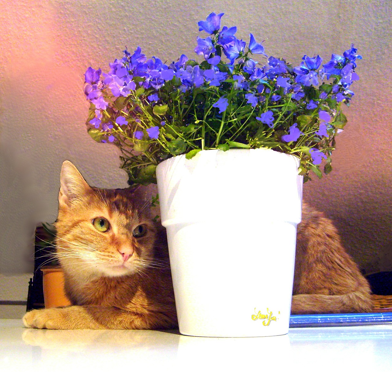 cat flower pot flowers free photo