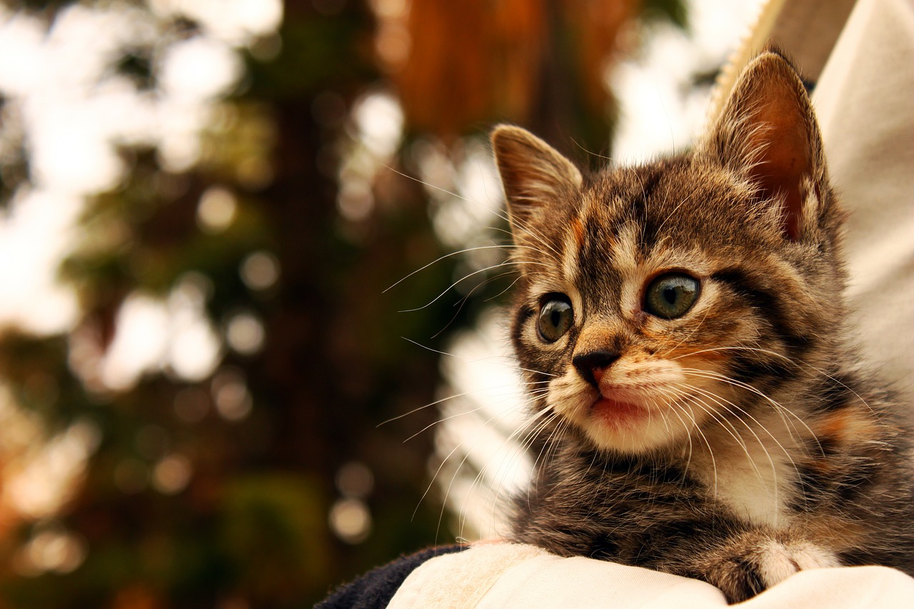 cat kitten animals free photo