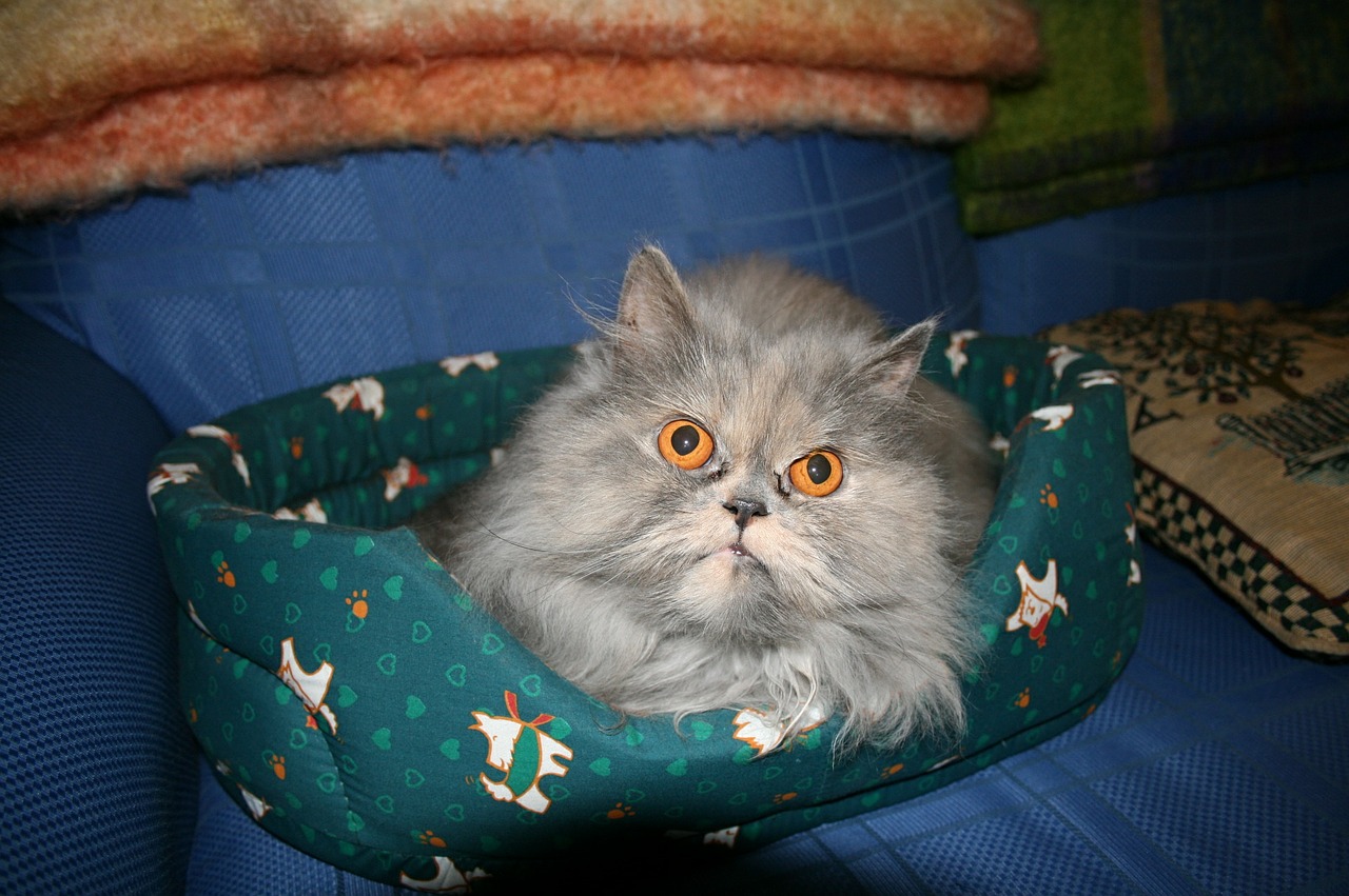 cat persian furry free photo