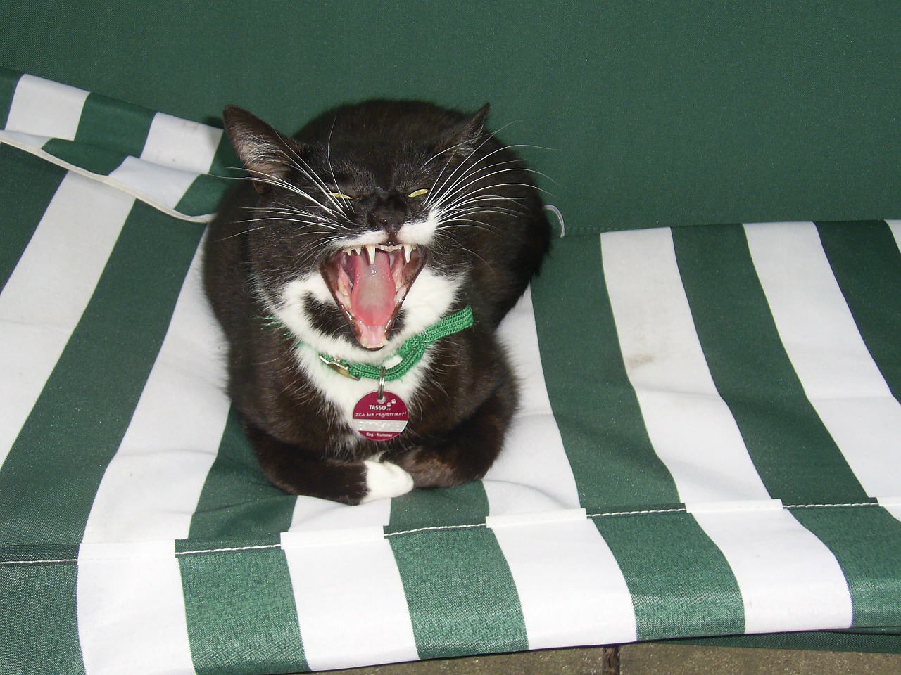 cat animal yawn free photo