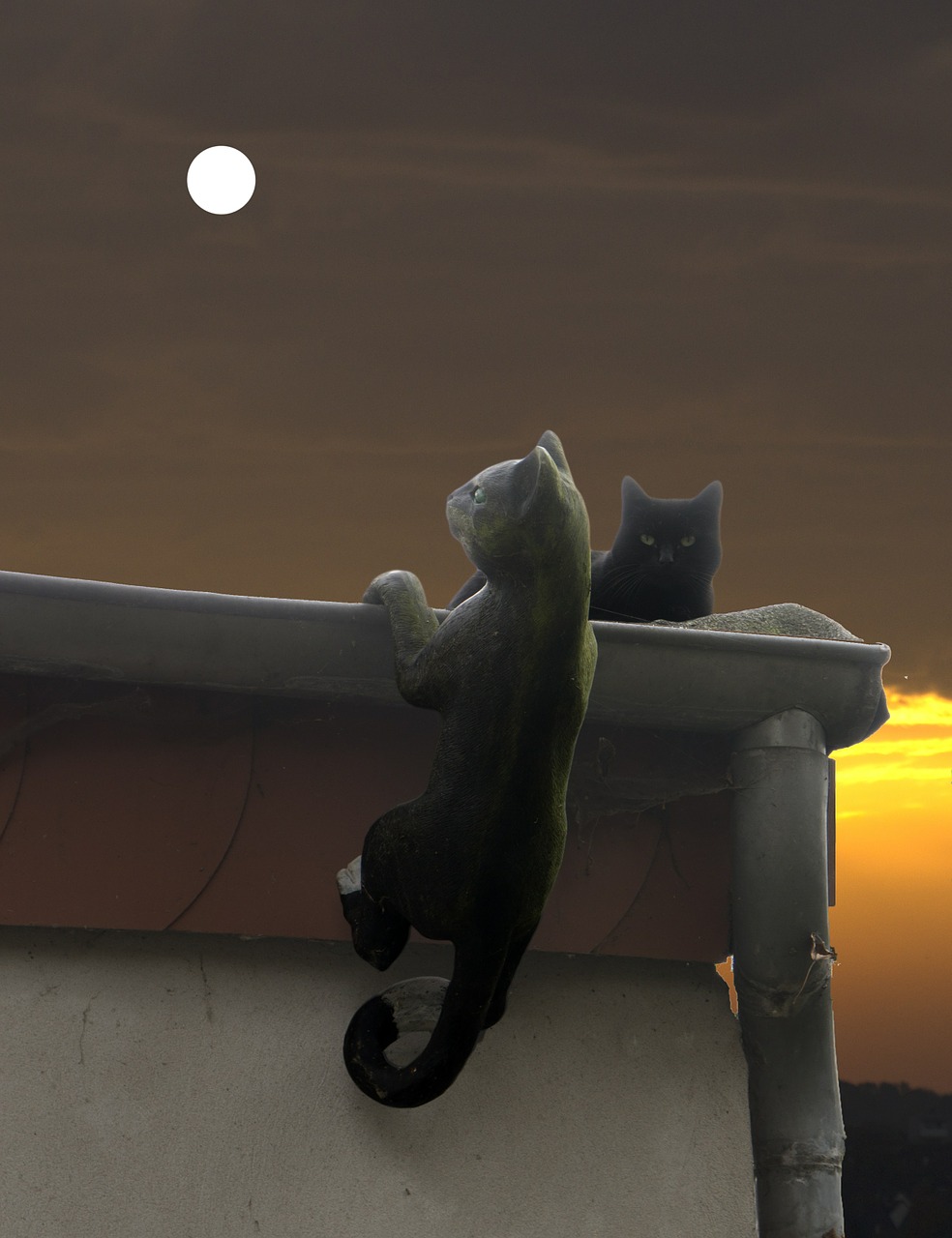 cat moon atmosphere free photo