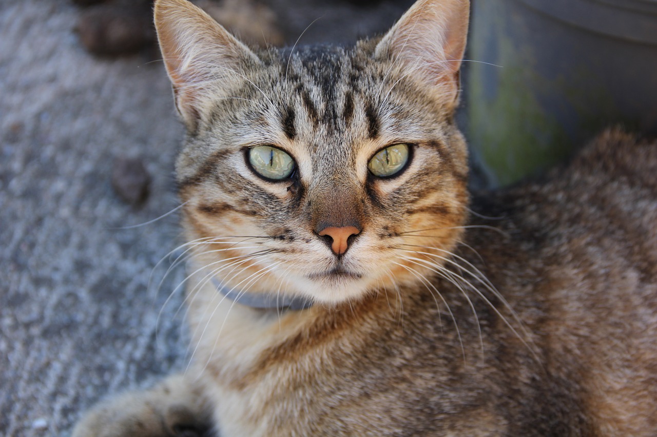 cat animal cat head free photo