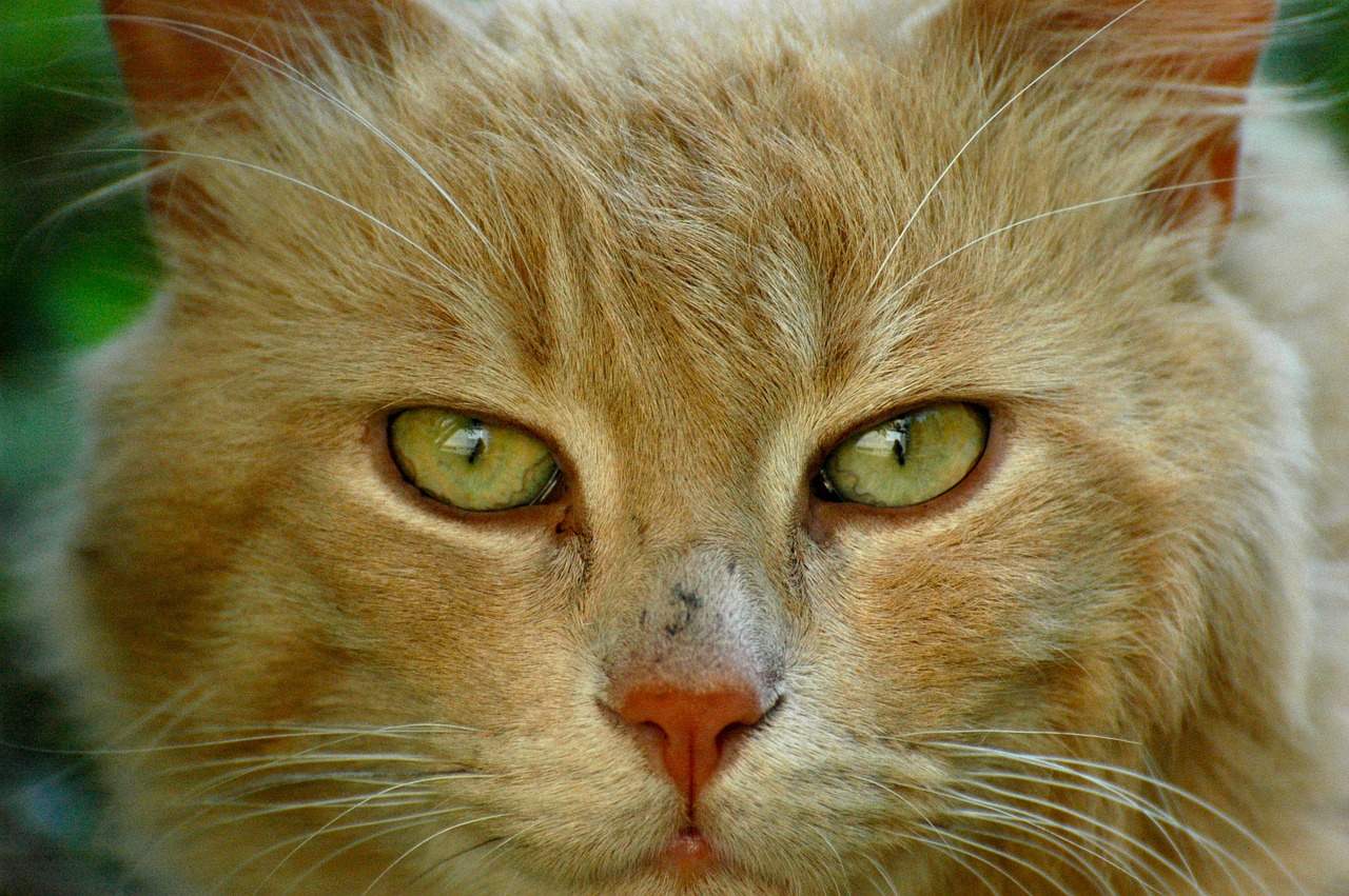 cat feline cat's eye free photo