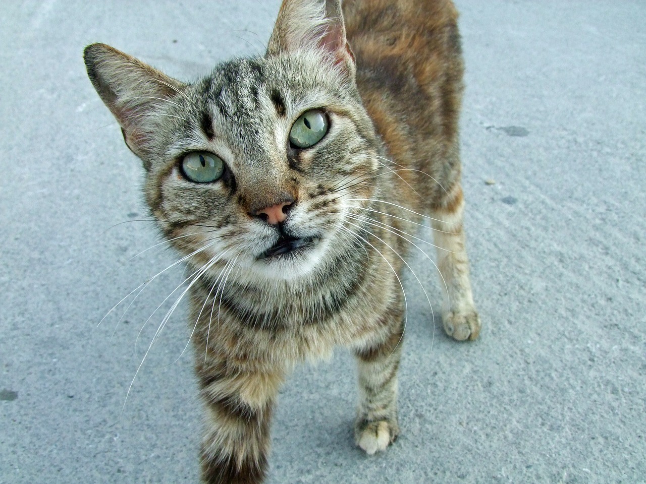 cat curious mackerel free photo