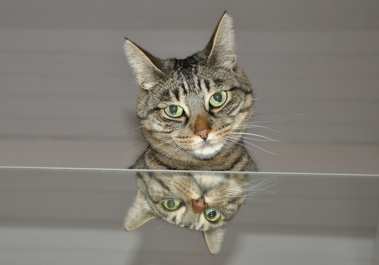 cat mirror animal world free photo