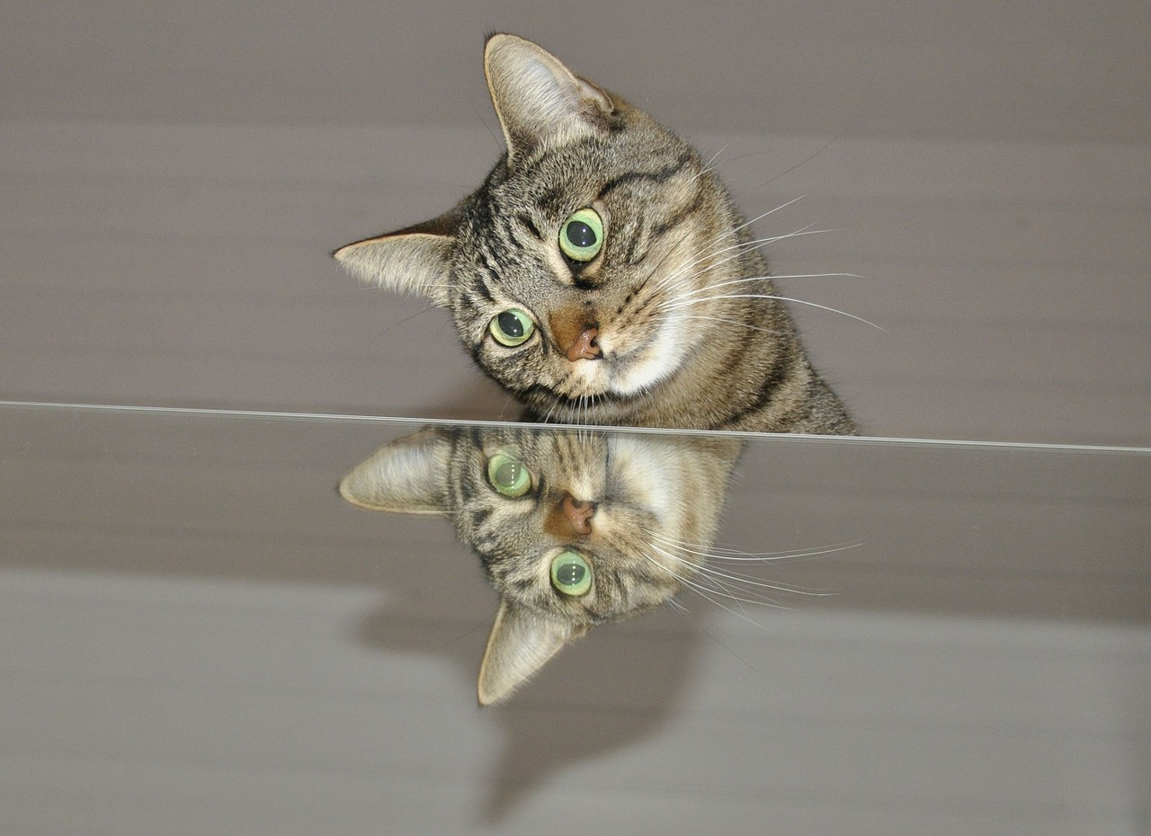 cat mirror animal world free photo