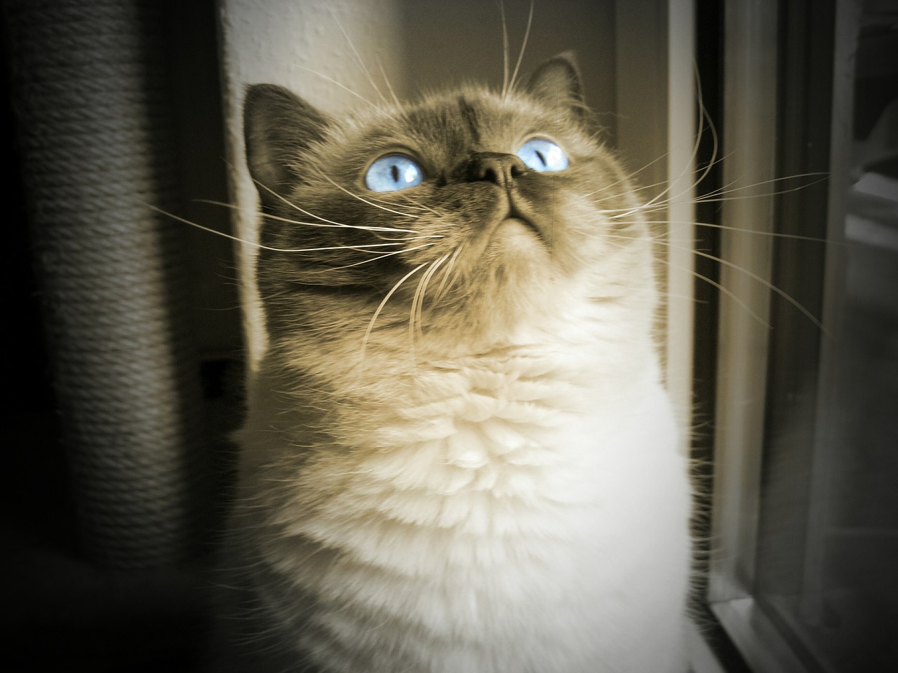 cat blue eye dreamy free photo