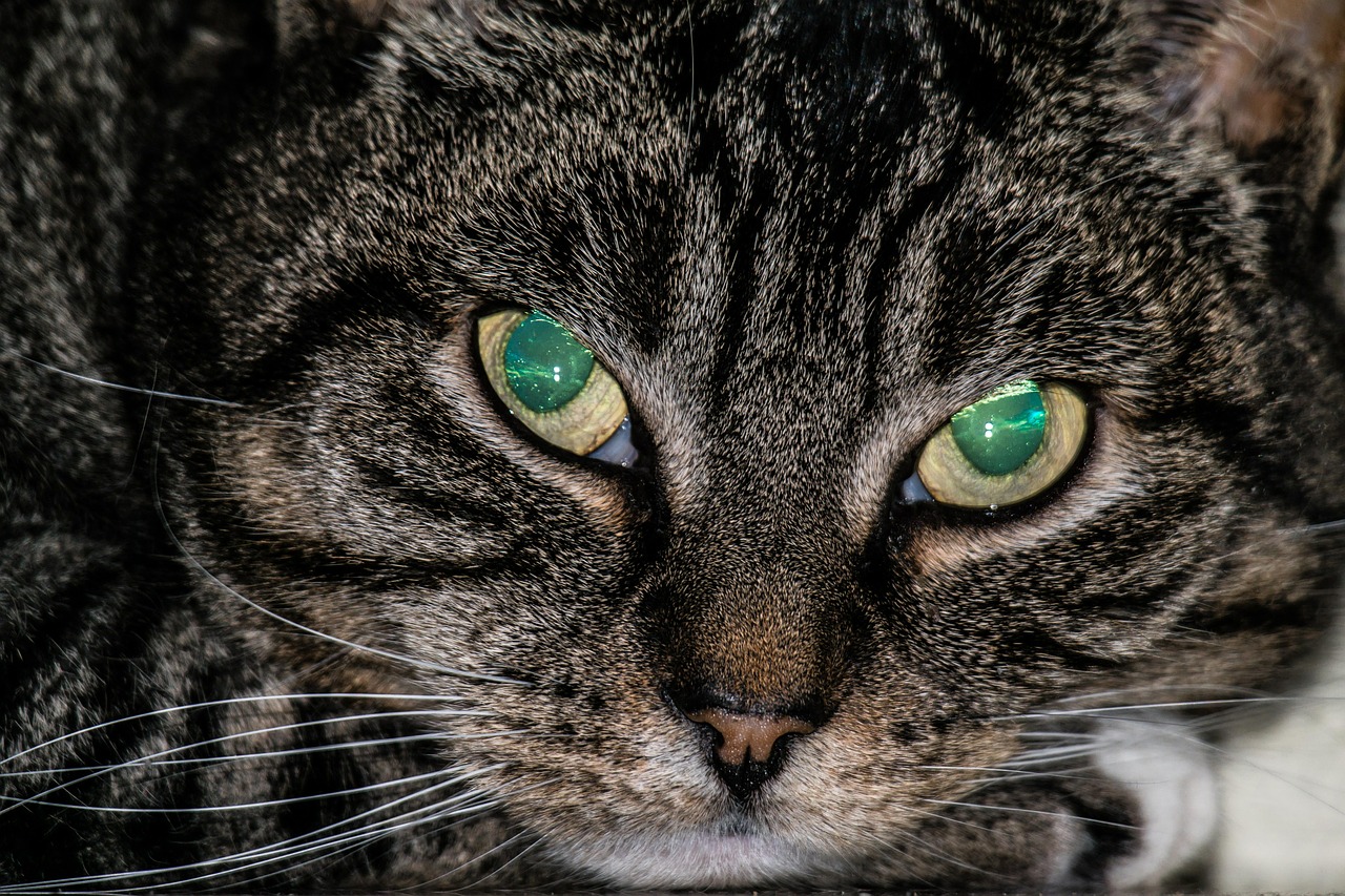 cat eyes opal free photo