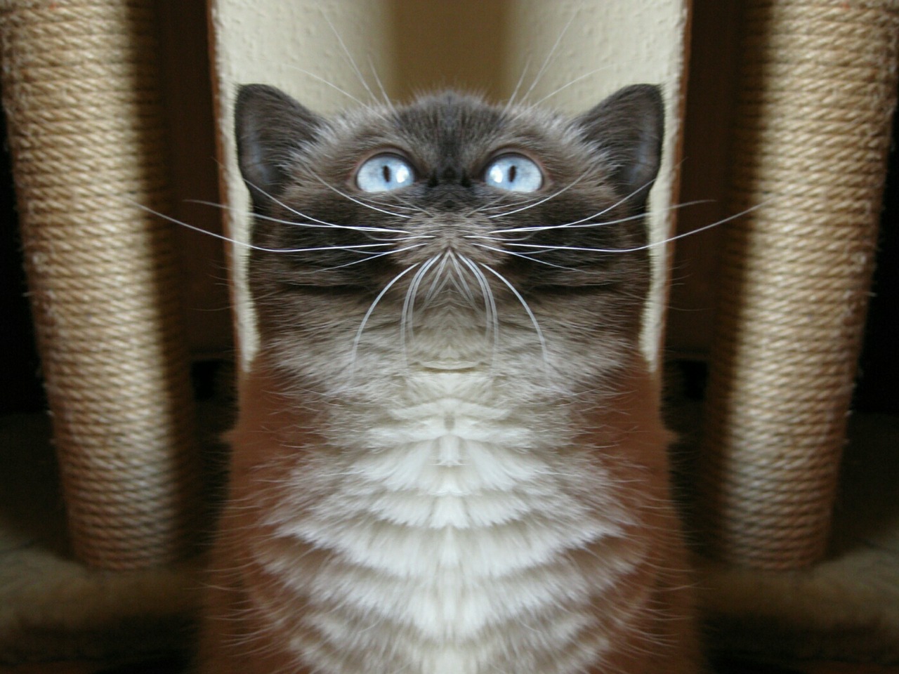 cat blue eye mirroring free photo