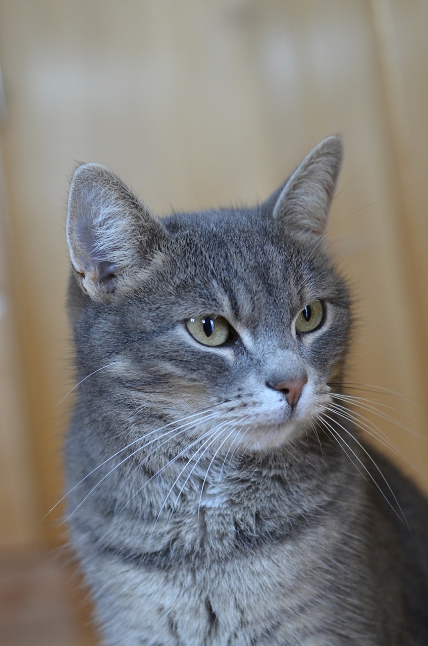 cat grey domestic cat free photo