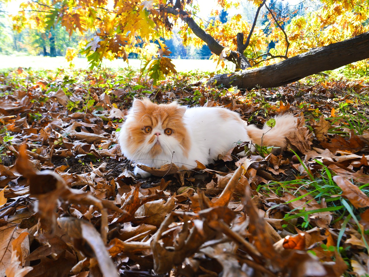 cat tomcat persian free photo