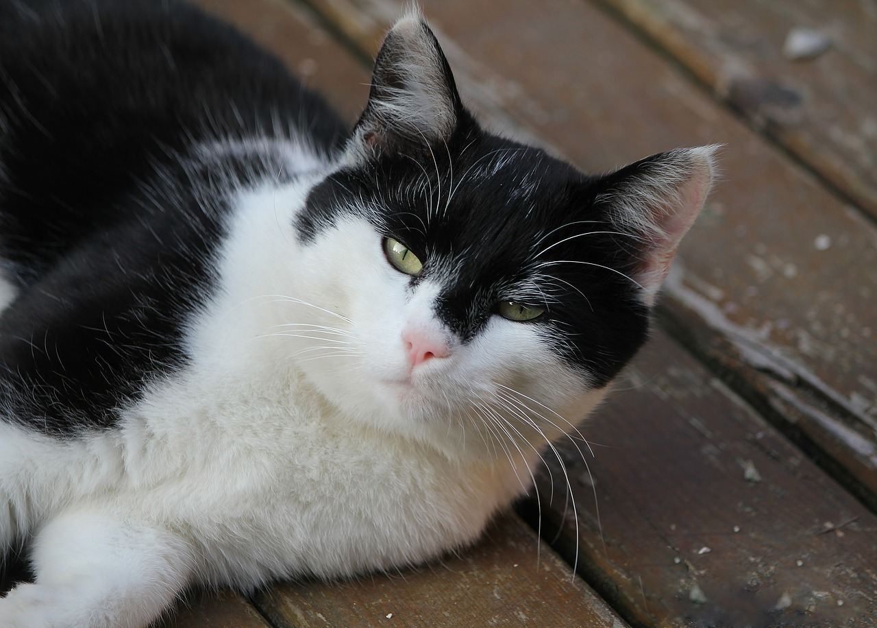 cat lazy black and white free photo