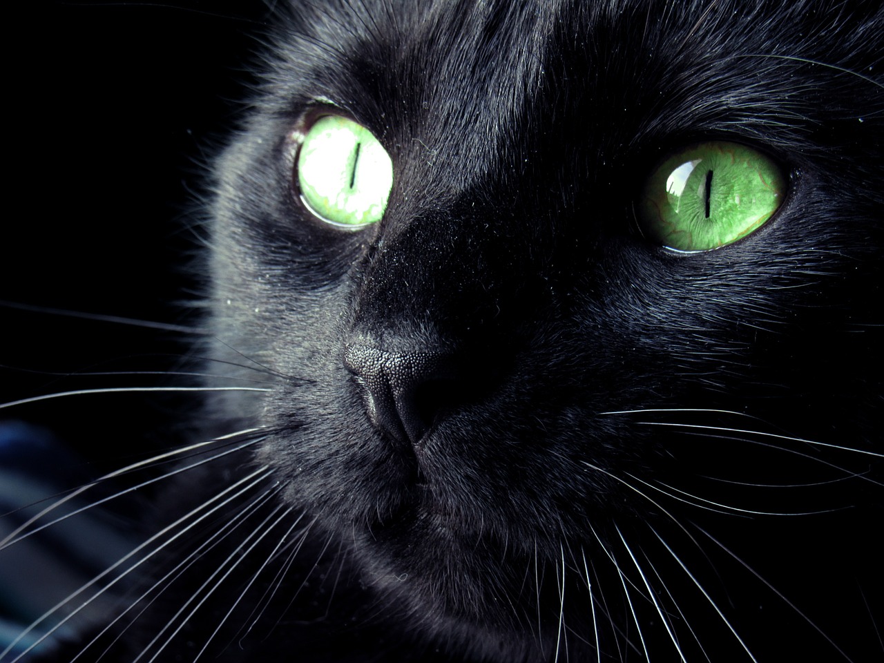 cat black eyes free photo