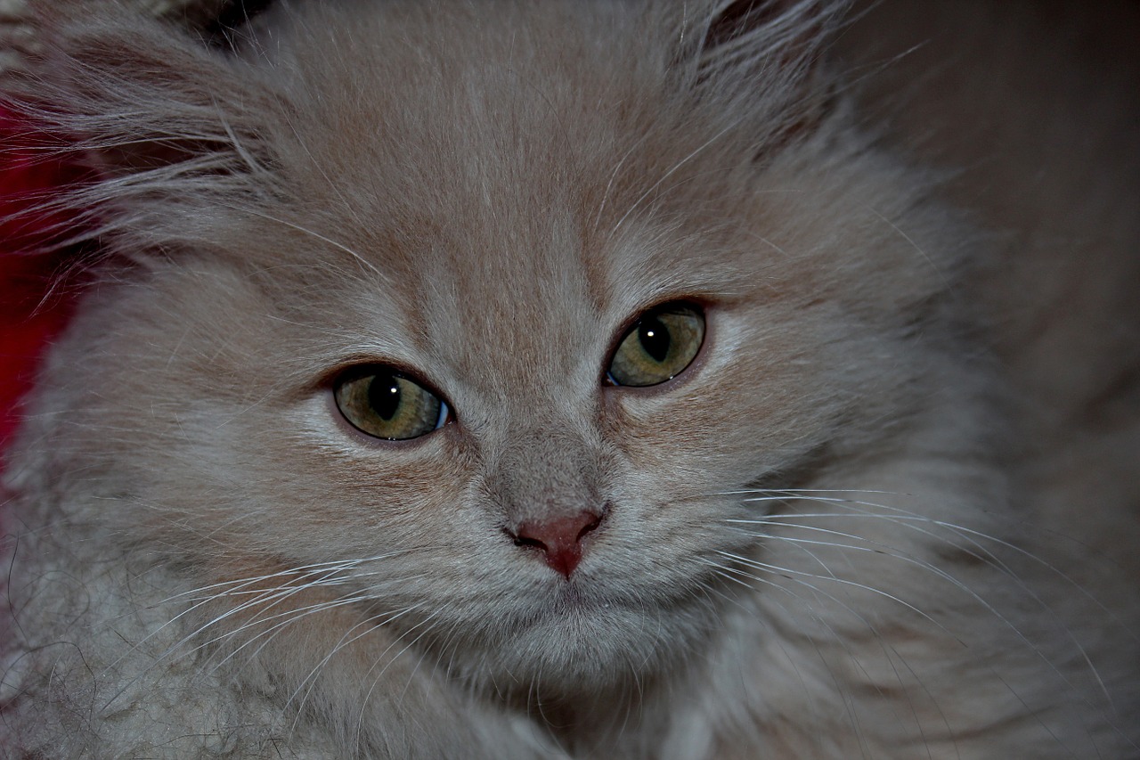 cat fluffy cute free photo