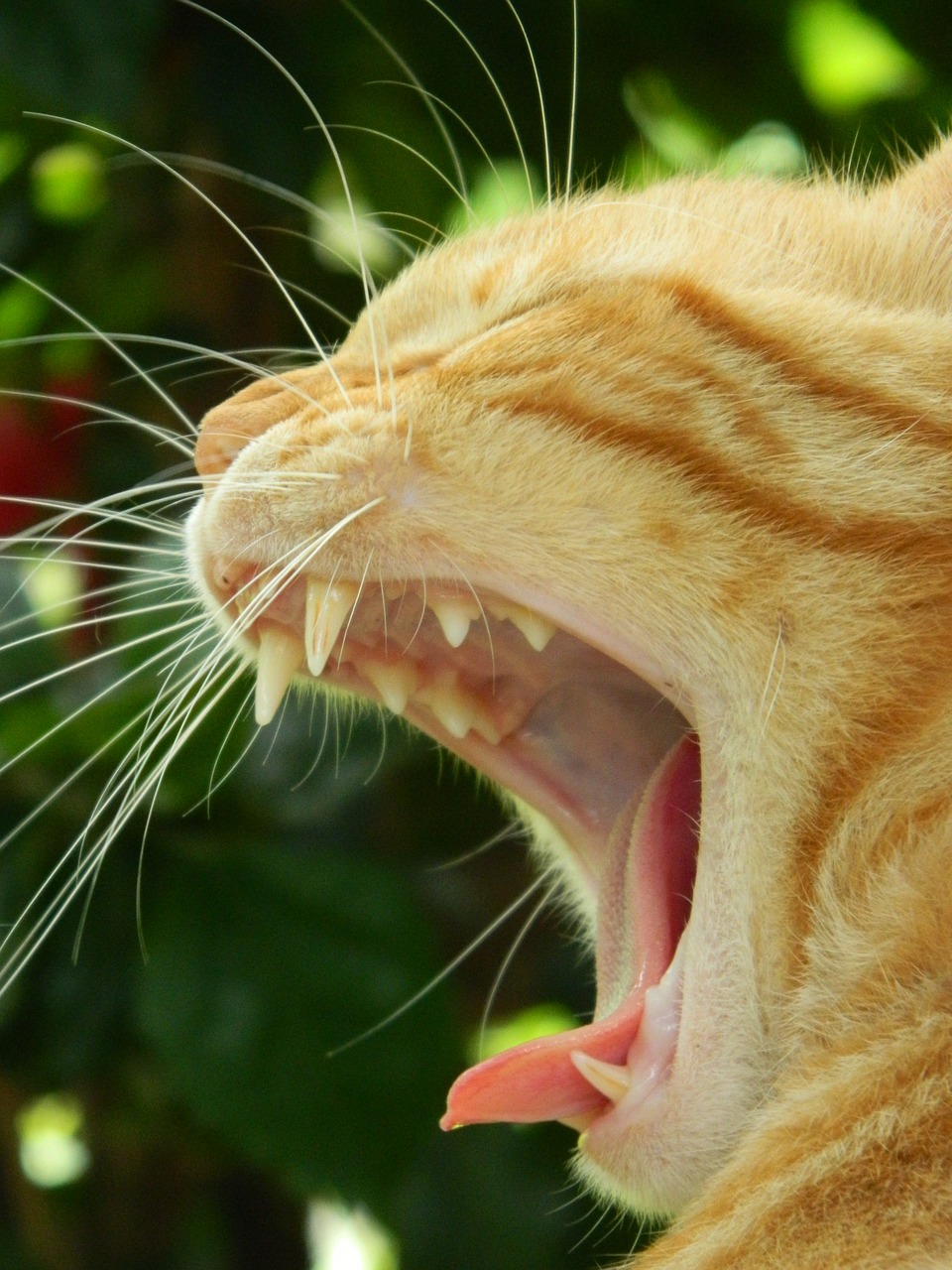 cat yawn yawning free photo