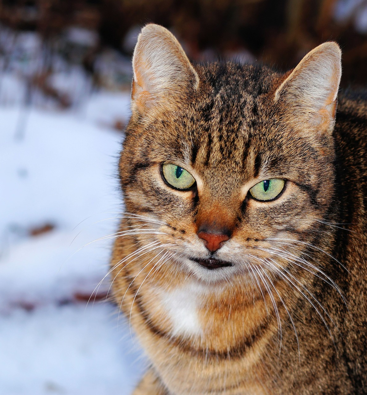 cat head portrait free photo