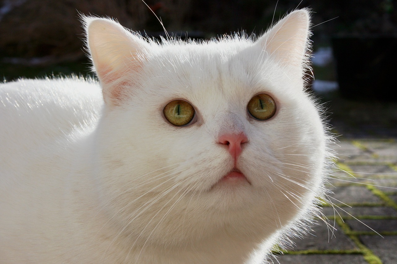 cat white snow white free photo