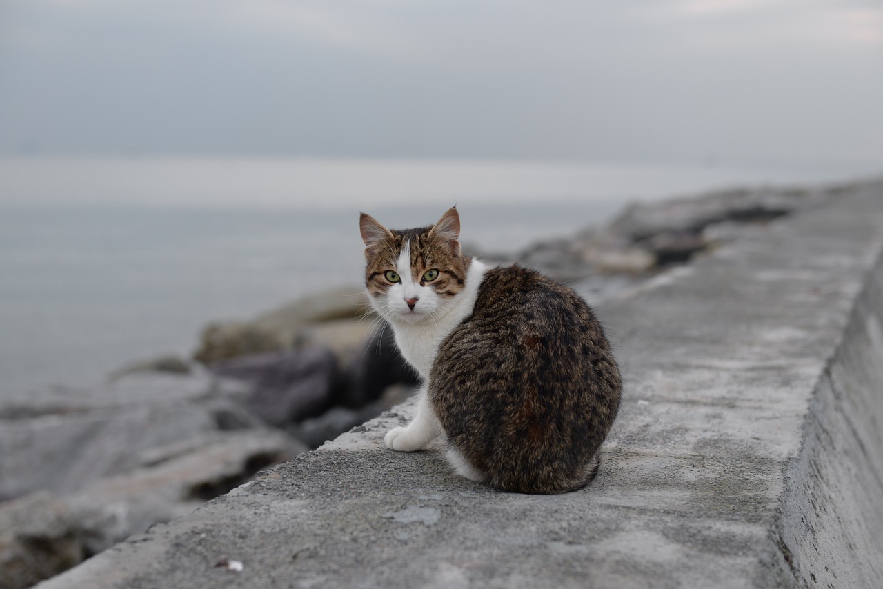 cat suadiye beach free photo