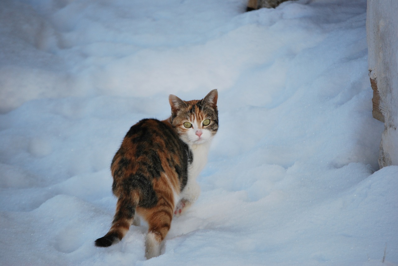 cat snow winter free photo