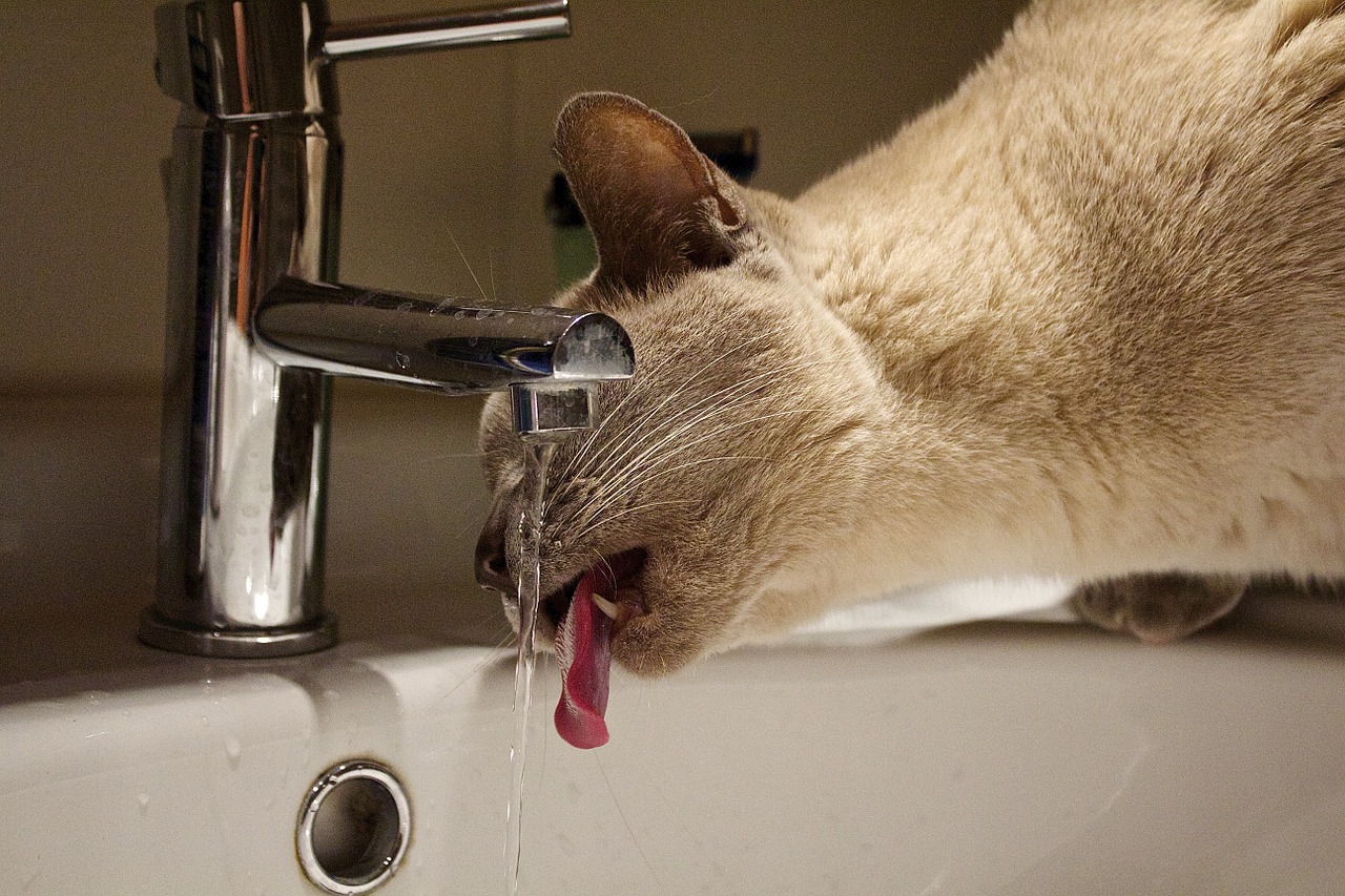 cat water faucet free photo