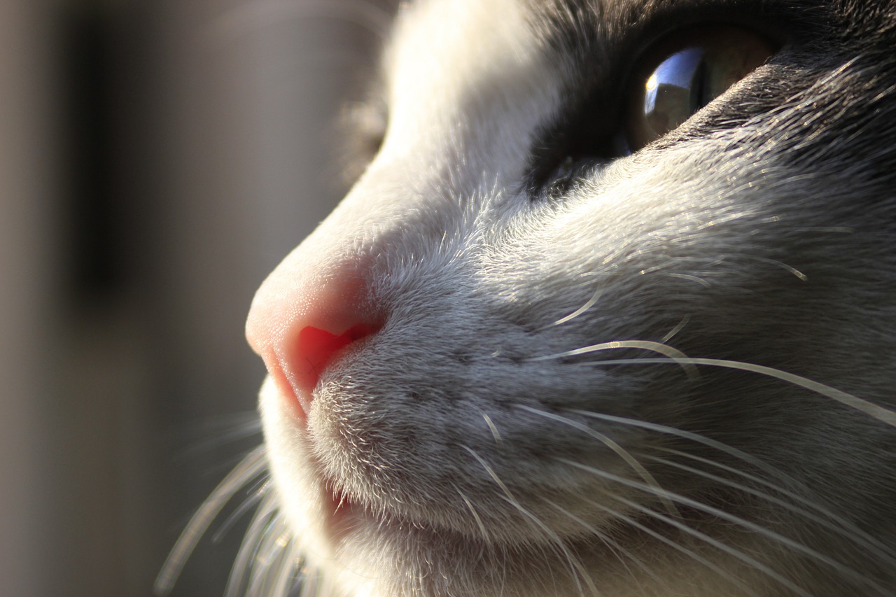 cat whiskers feline free photo