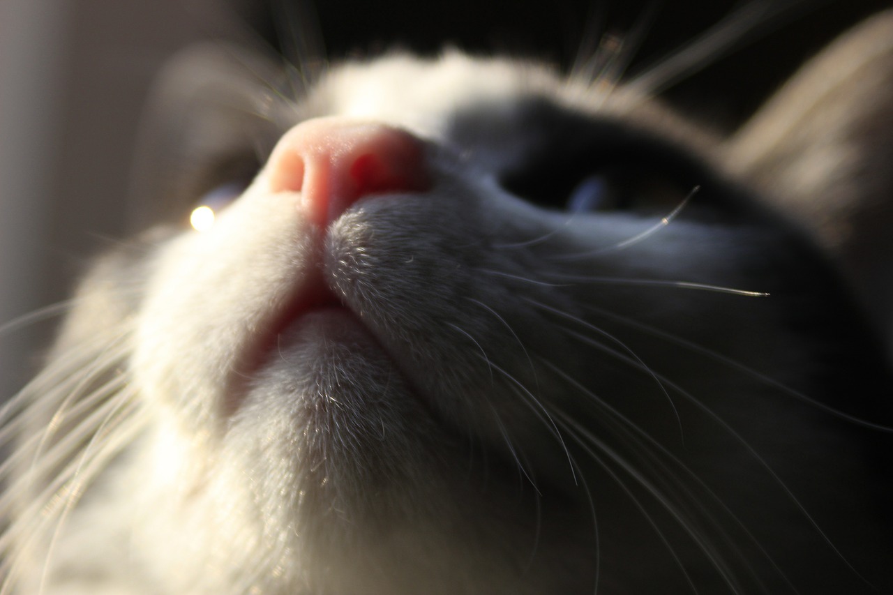 cat whiskers feline free photo