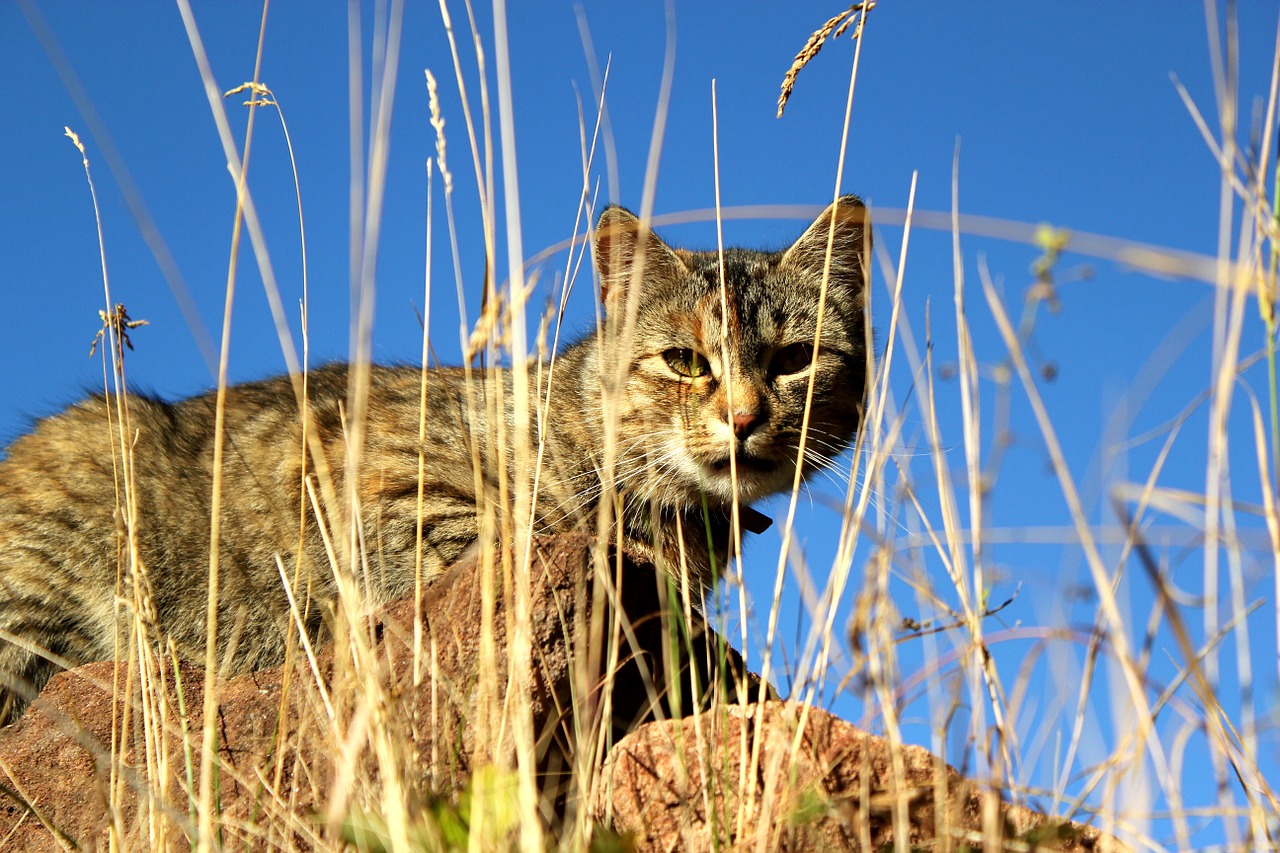 cat hunter grass free photo